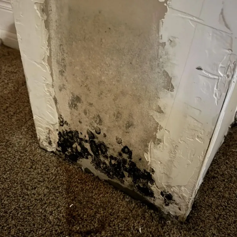 Professional Mold Removal in Calera, OK